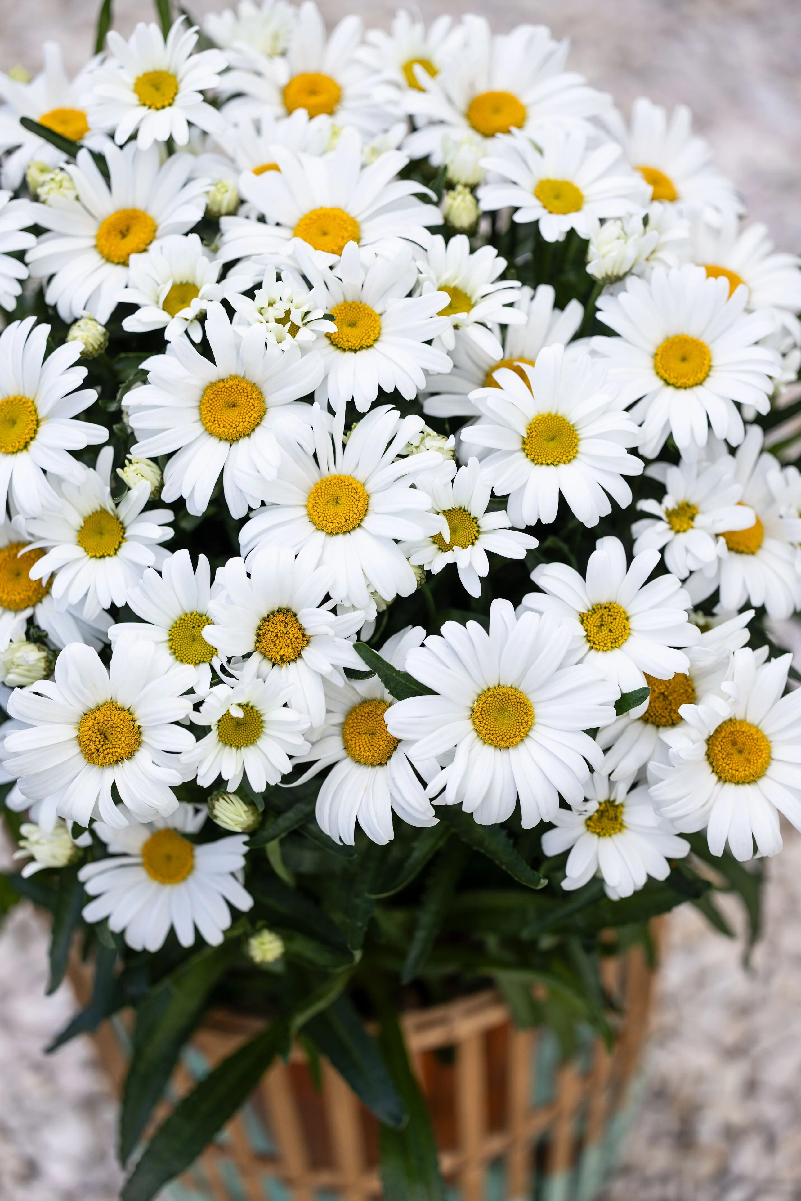 Western Star™ Leo Shasta Daisy