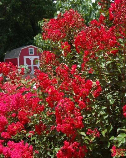 Red Rooster® Crape Myrtle