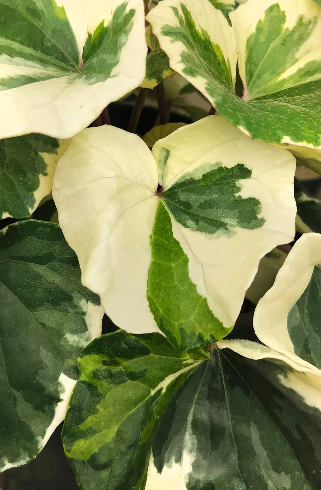 Seto-Nishiki Leopard Plant