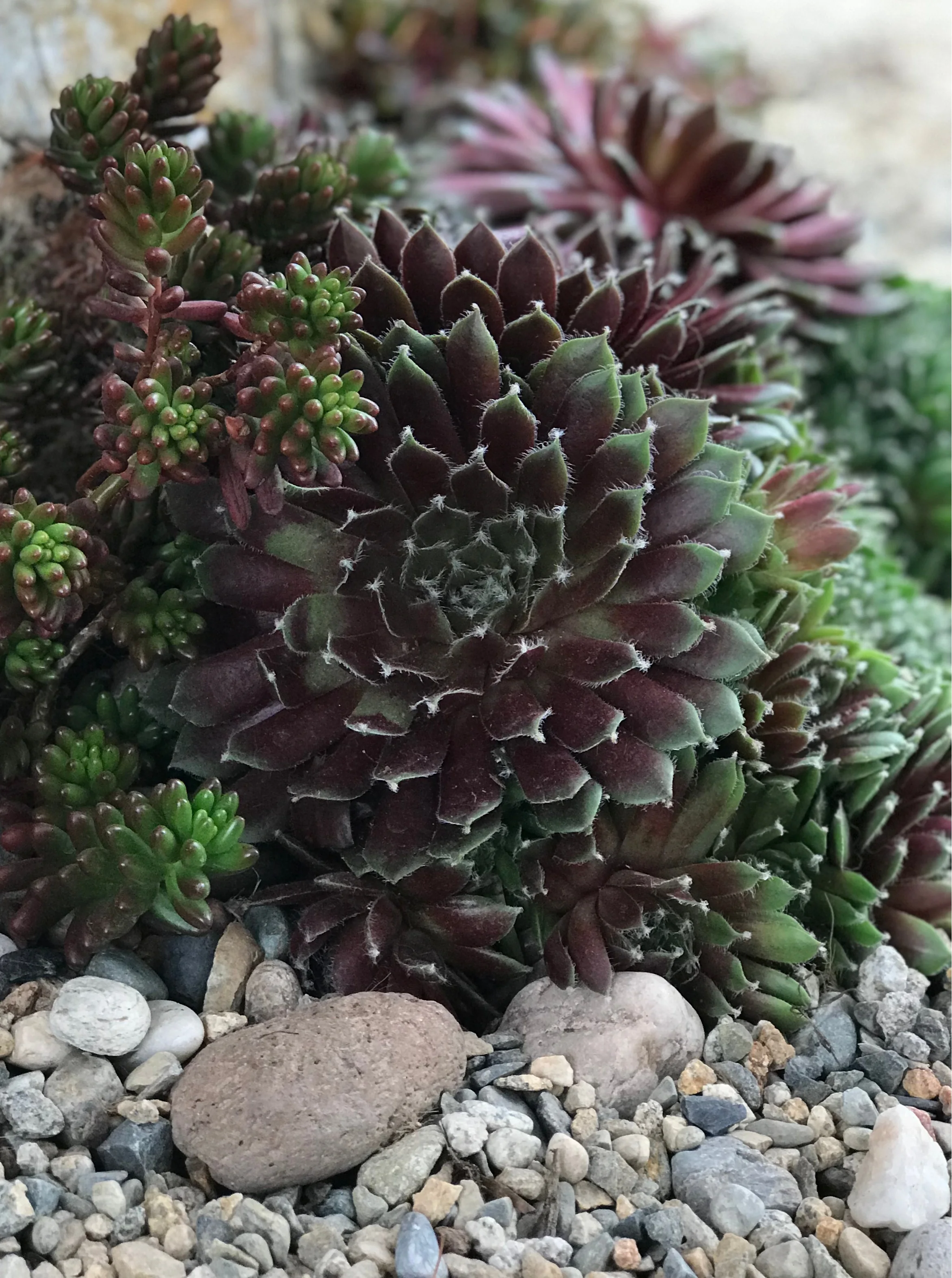 Jade Rose Hens and Chicks 7 Jade Rose Hens and Chicks