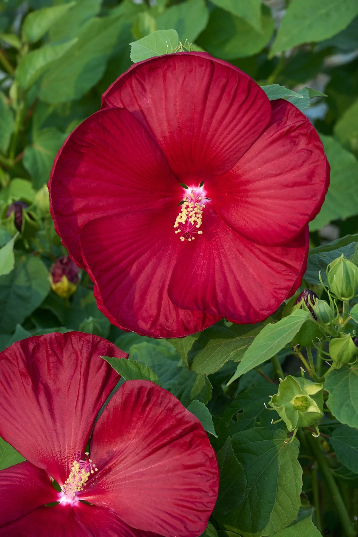 Honeymoon™ Deep Red Hibiscus 1 Honeymoon™ Deep Red Hibiscus