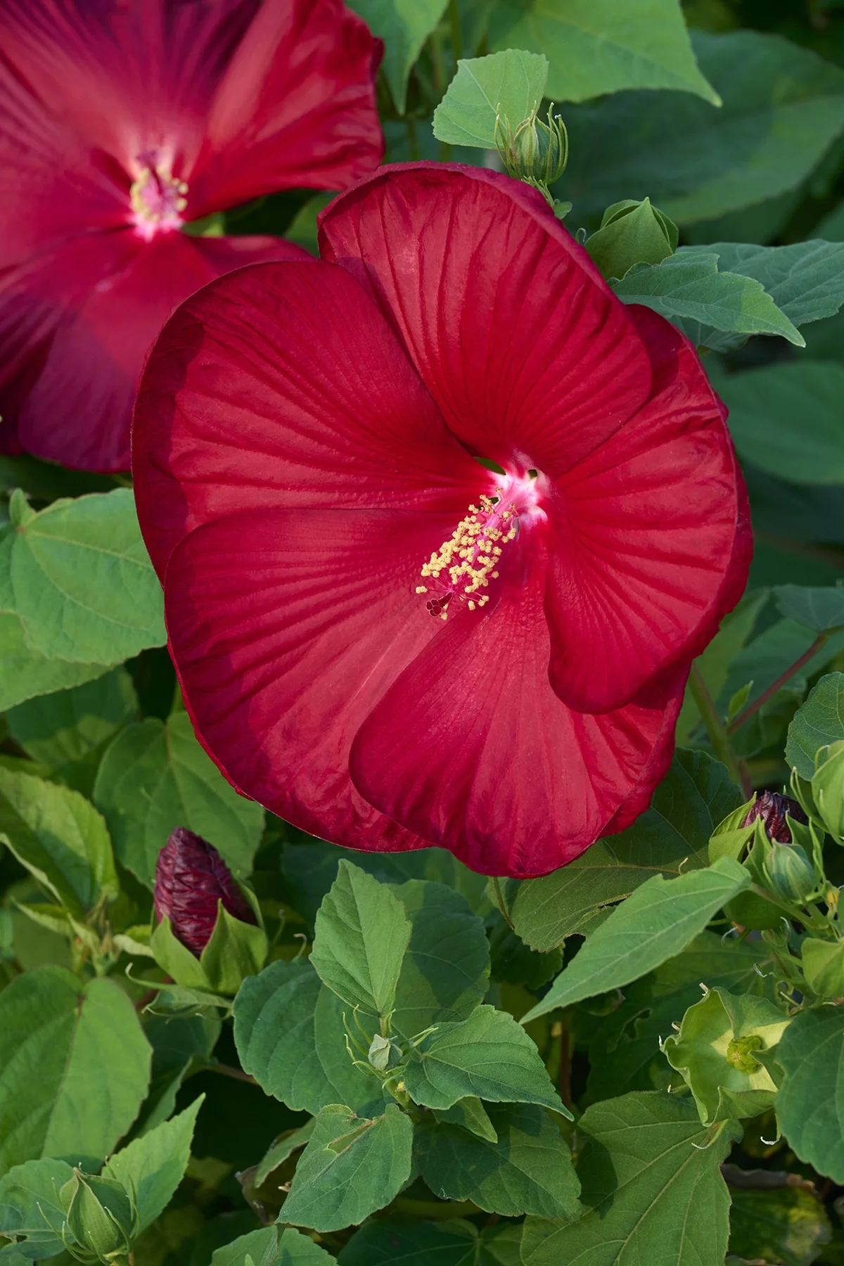 Honeymoon™ Deep Red Hibiscus 2 Honeymoon™ Deep Red Hibiscus