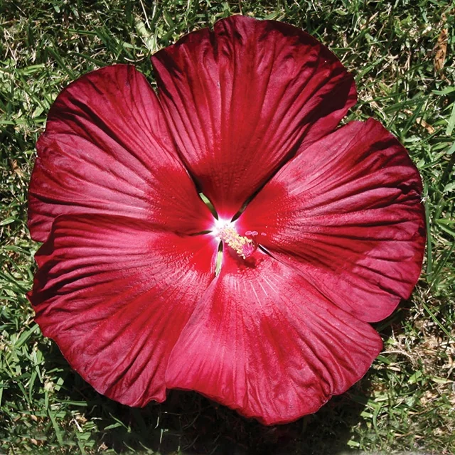 Honeymoon™ Deep Red Hibiscus 3 Honeymoon™ Deep Red Hibiscus