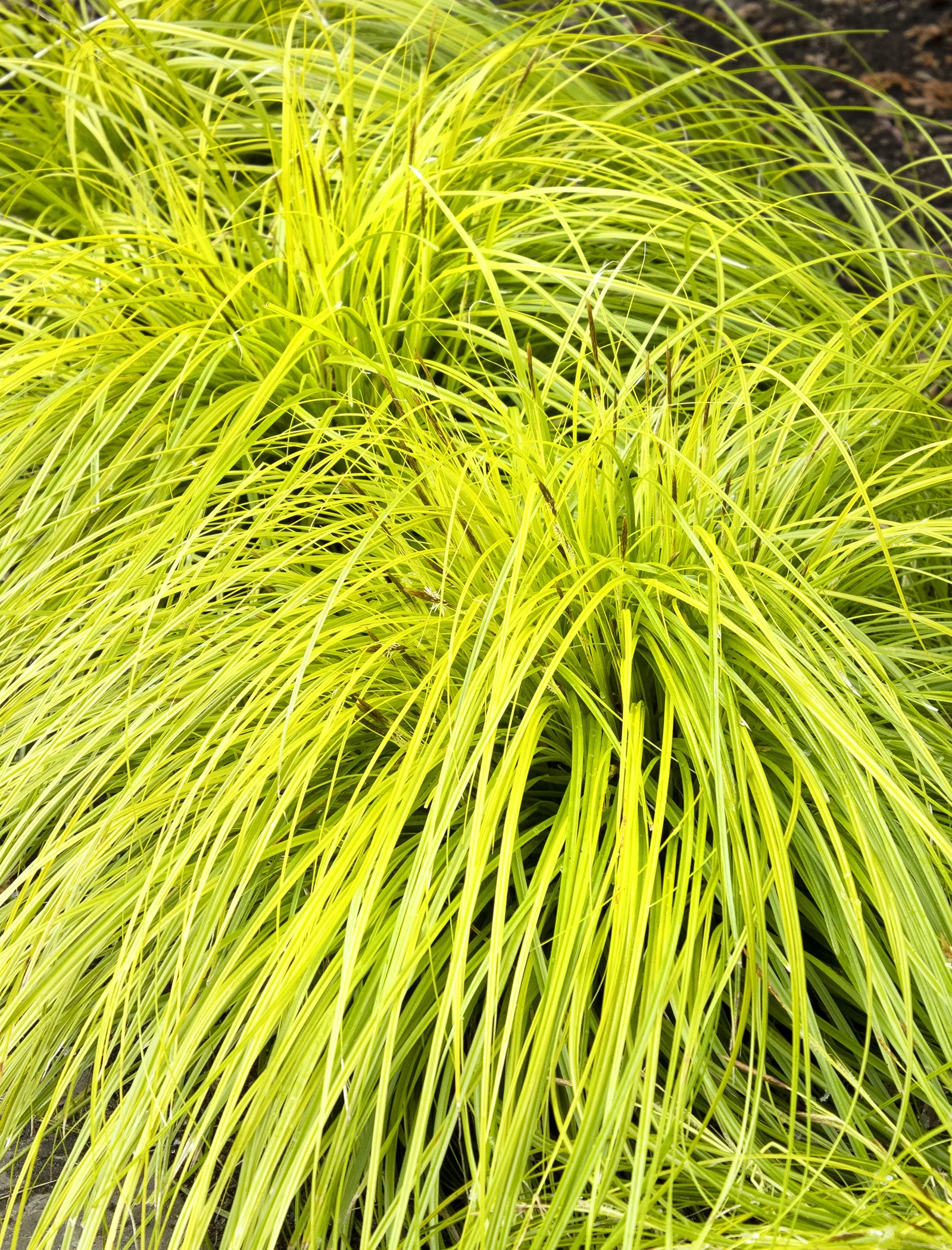 EverColor® Everillo Sedge 6 EverColor® Everillo Sedge