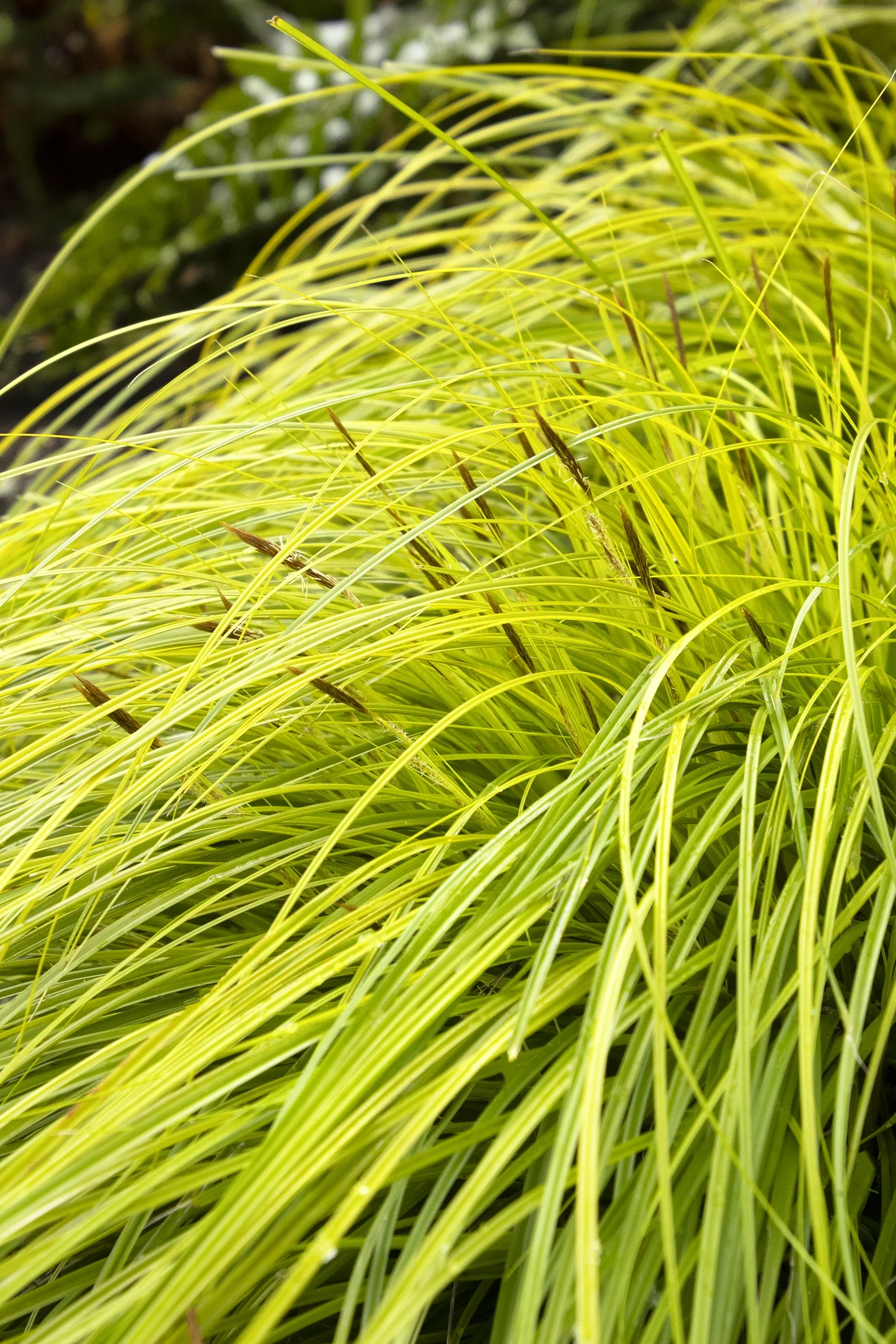 EverColor® Everillo Sedge 2 EverColor® Everillo Sedge