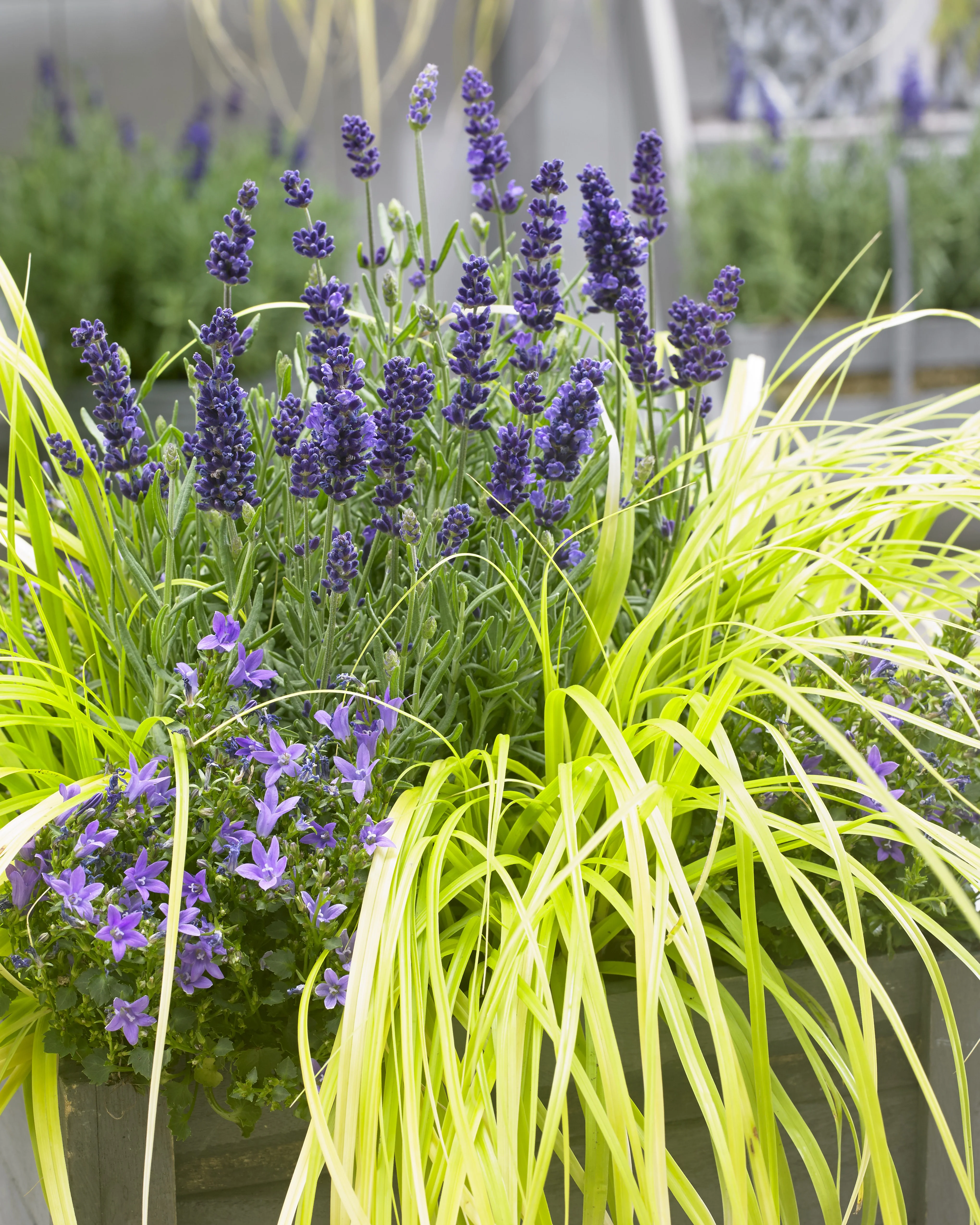 EverColor® Everillo Sedge 3 EverColor® Everillo Sedge