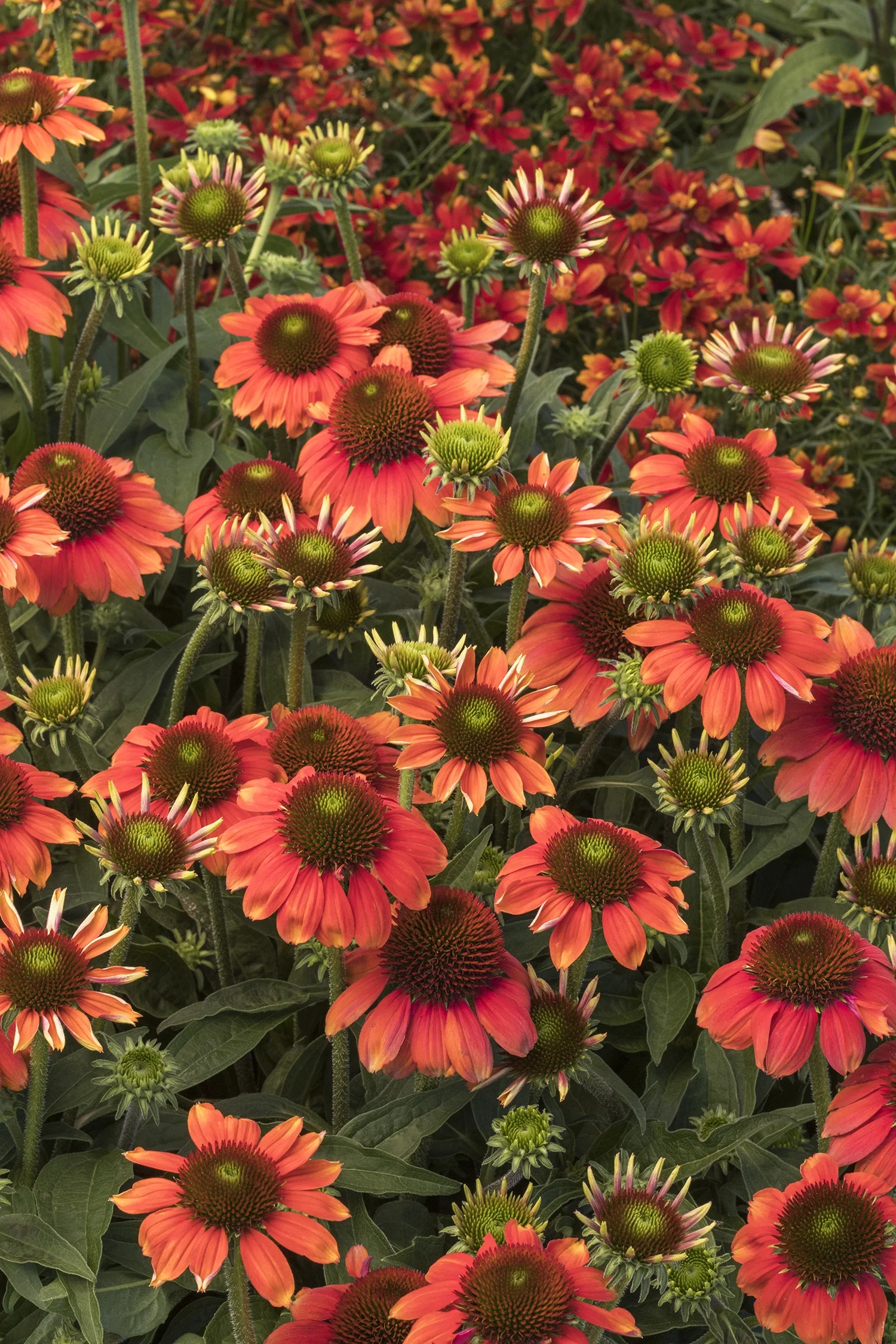 Sombrero® Flamenco Orange Coneflower 5 Sombrero® Flamenco Orange Coneflower