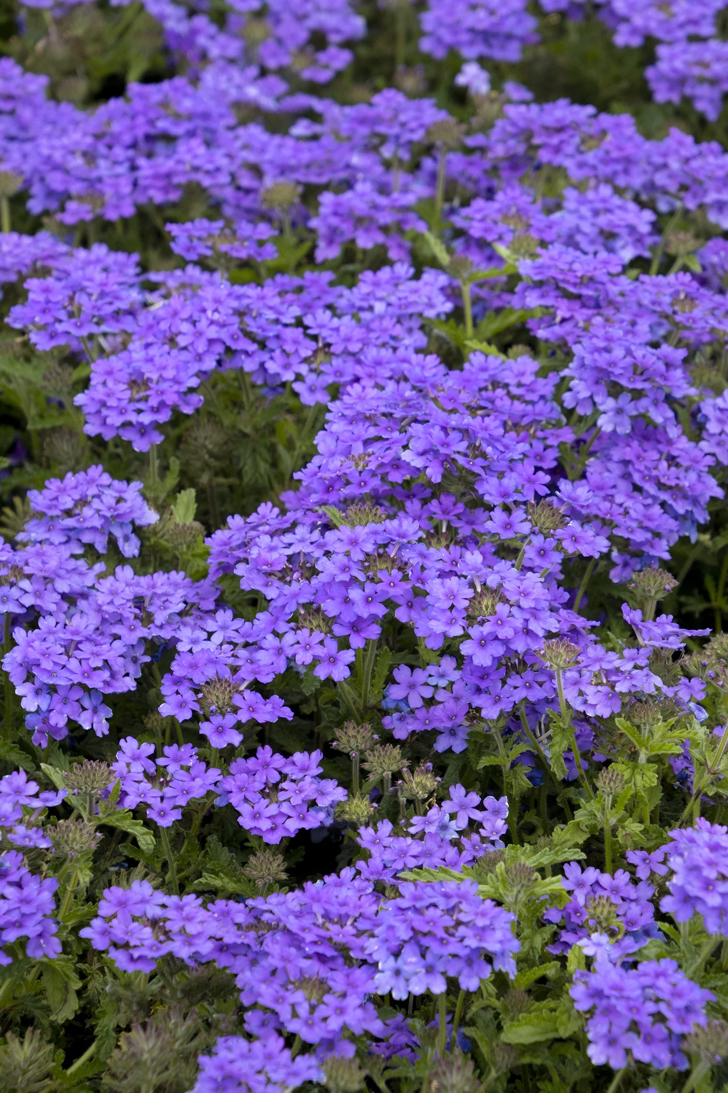 EnduraScape™ Blue Improved Verbena 1 EnduraScape™ Blue Improved Verbena