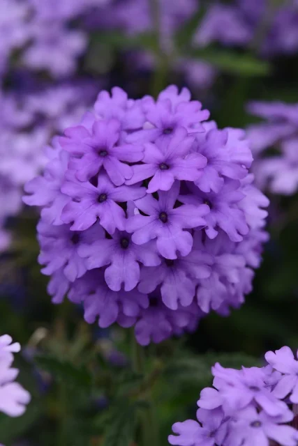 EnduraScape™ Blue Improved Verbena 2 EnduraScape™ Blue Improved Verbena