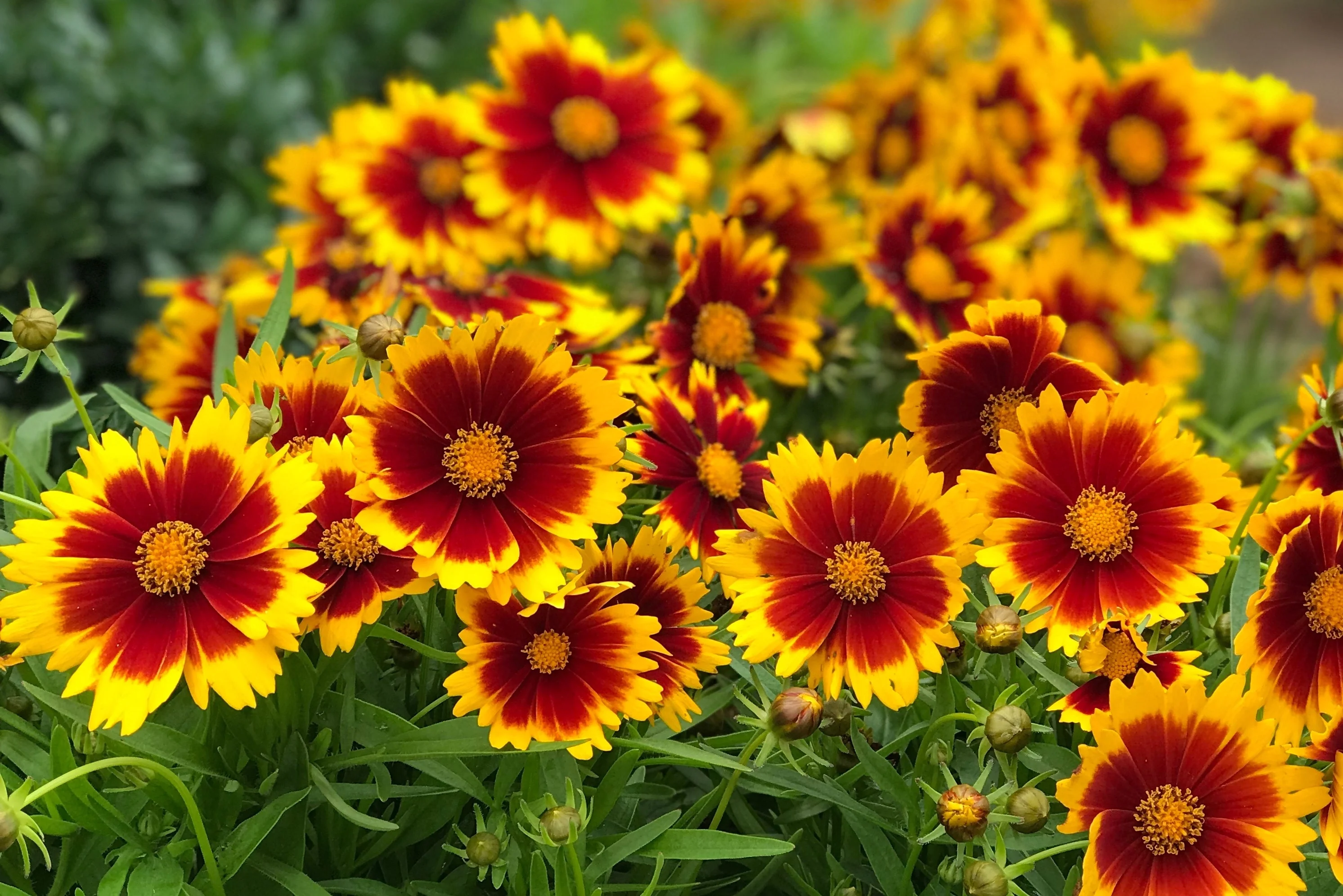 UpTick™ Gold & Bronze Coreopsis 4 UpTick™ Gold & Bronze Coreopsis