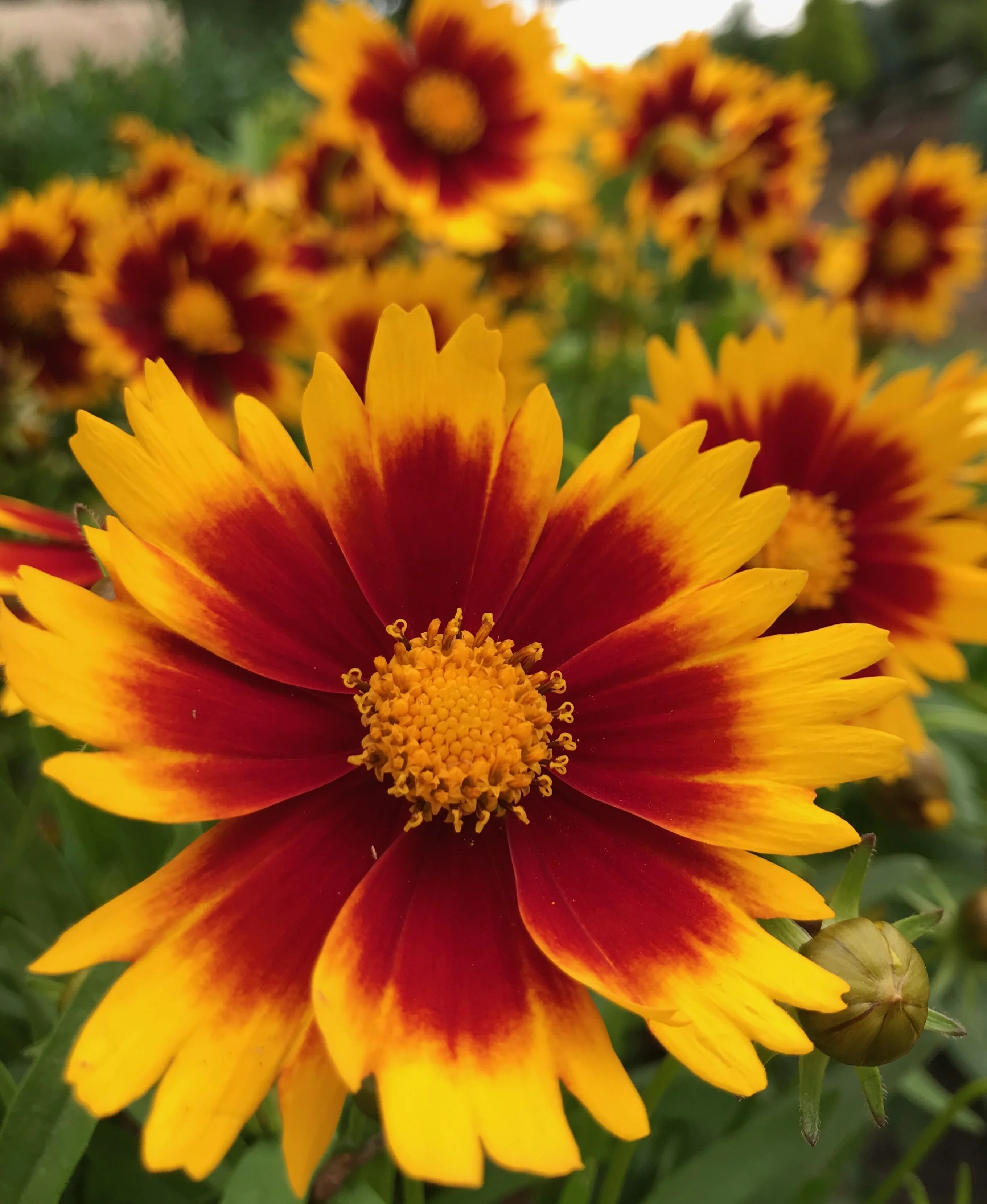 UpTick™ Gold & Bronze Coreopsis 2 UpTick™ Gold & Bronze Coreopsis