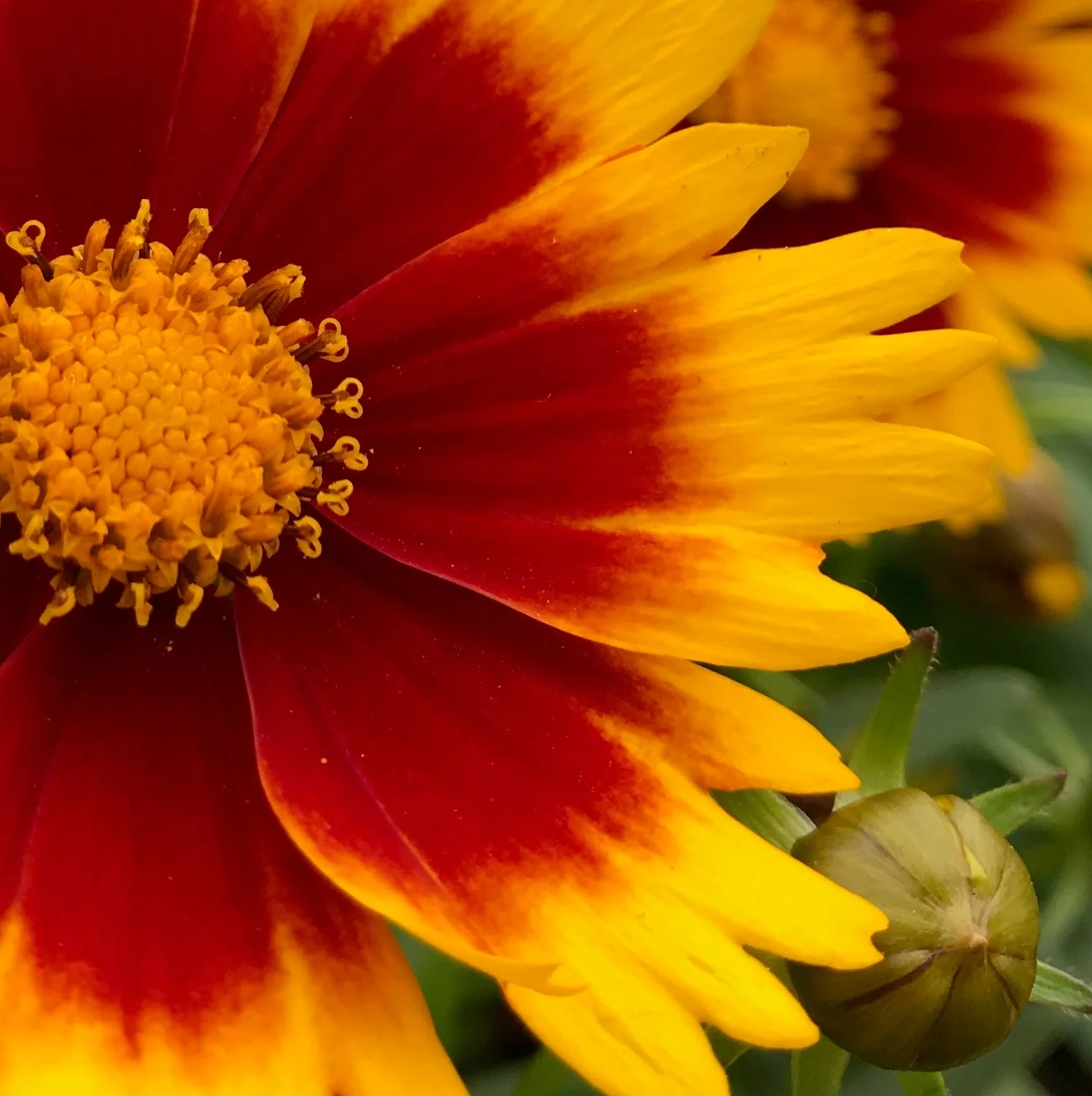 UpTick™ Gold & Bronze Coreopsis 3 UpTick™ Gold & Bronze Coreopsis