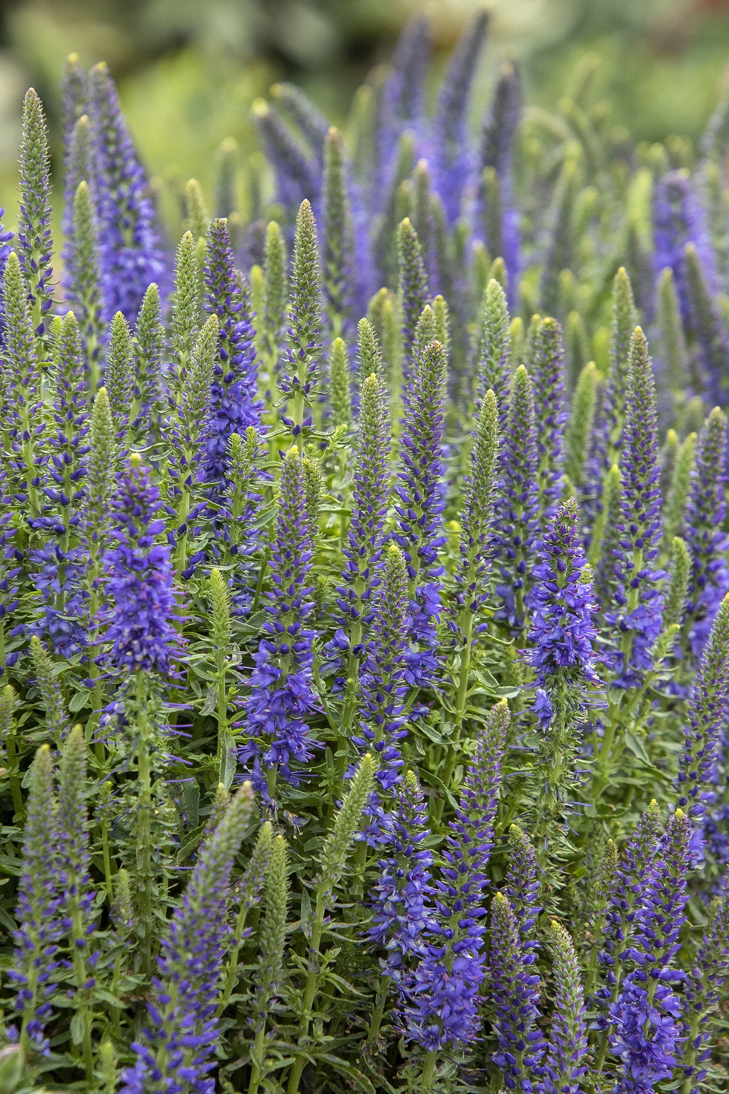 Vespers™ Blue Veronica 6 Vespers™ Blue Veronica