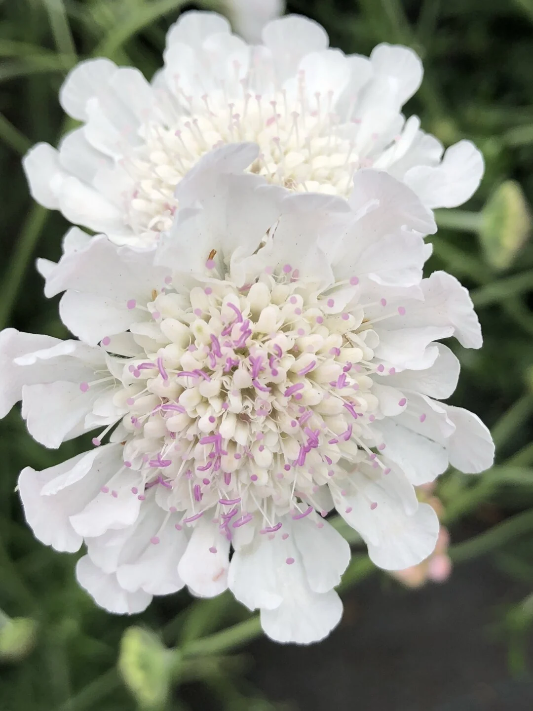 Kudo White Pincushion Flower 3 Kudo White Pincushion Flower