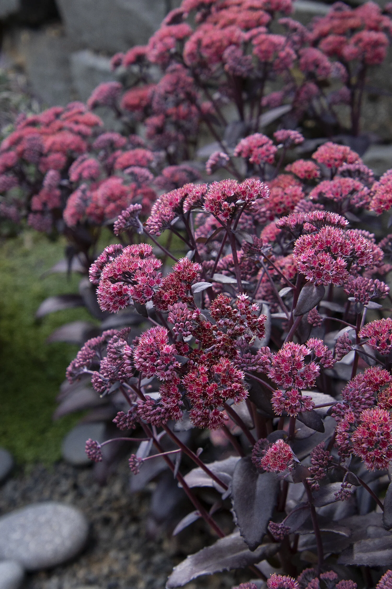 Evolution™ Chocolate Fountain Sedum 2 Evolution™ Chocolate Fountain Sedum