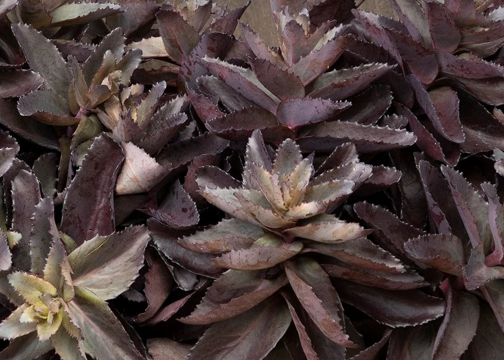 Evolution™ Chocolate Fountain Sedum 3 Evolution™ Chocolate Fountain Sedum