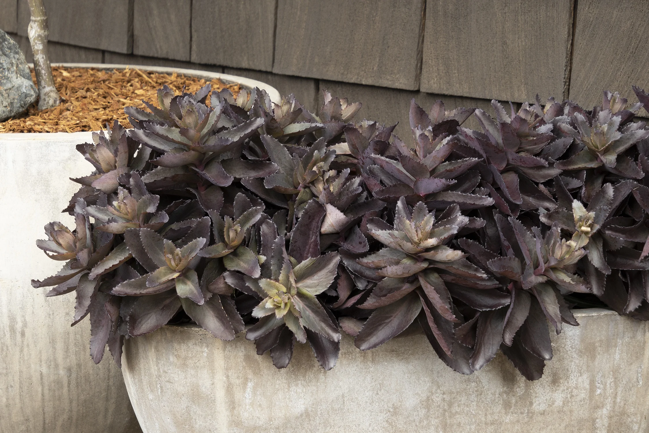 Evolution™ Chocolate Fountain Sedum 4 Evolution™ Chocolate Fountain Sedum