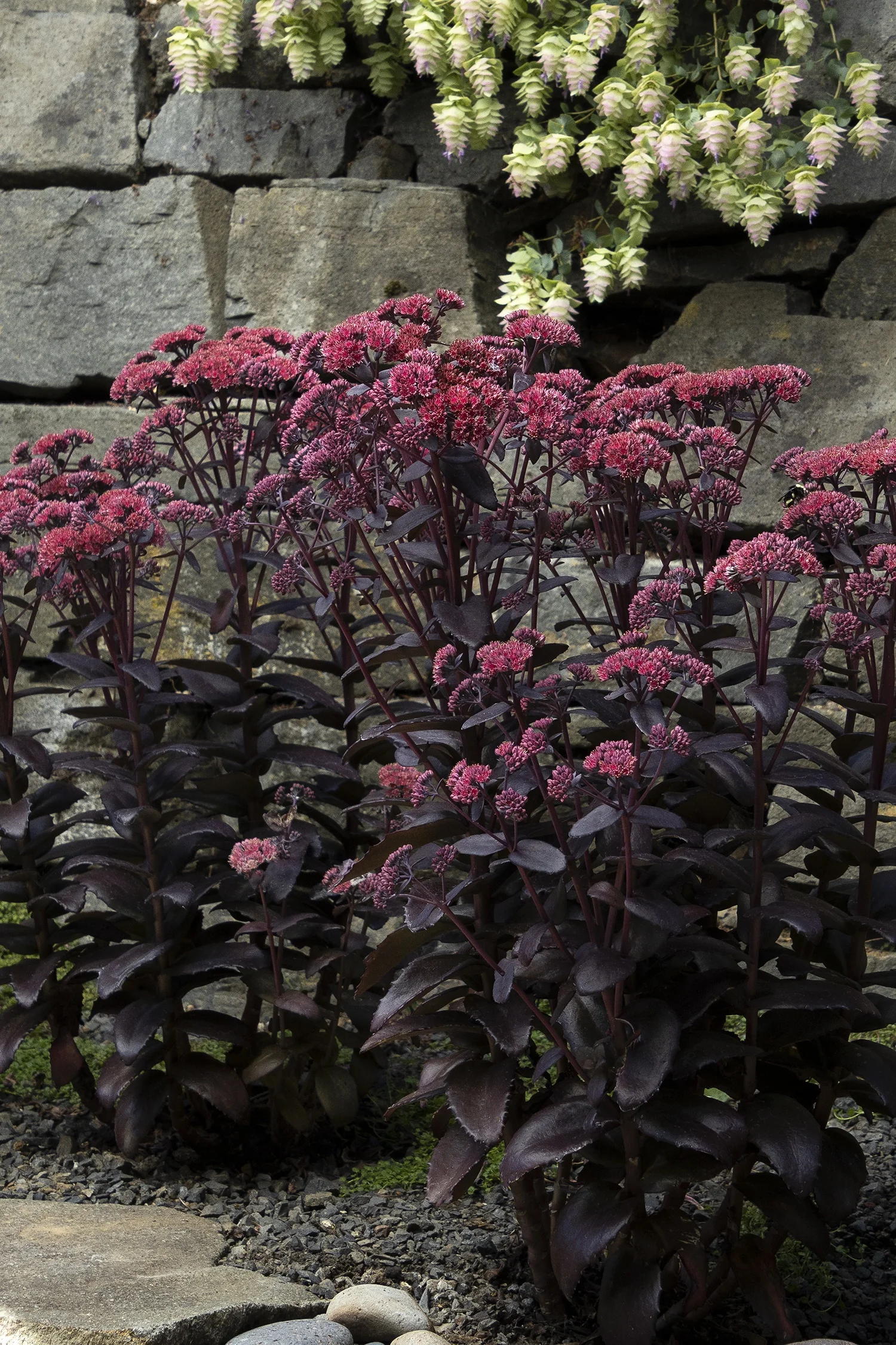 Evolution™ Chocolate Fountain Sedum 6 Evolution™ Chocolate Fountain Sedum