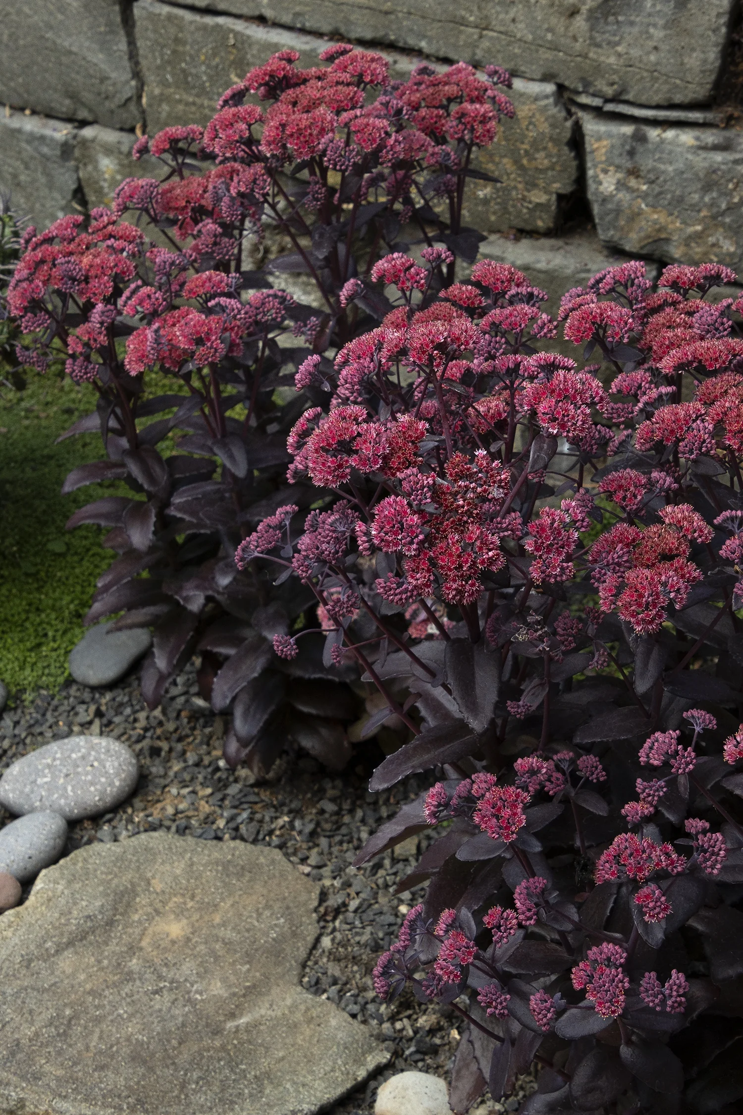 Evolution™ Chocolate Fountain Sedum 7 Evolution™ Chocolate Fountain Sedum