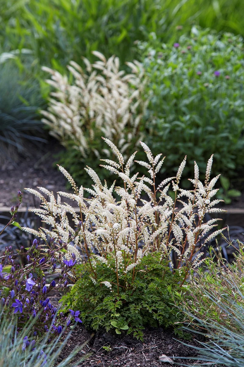 First Snow® Goatsbeard 3 First Snow® Goatsbeard