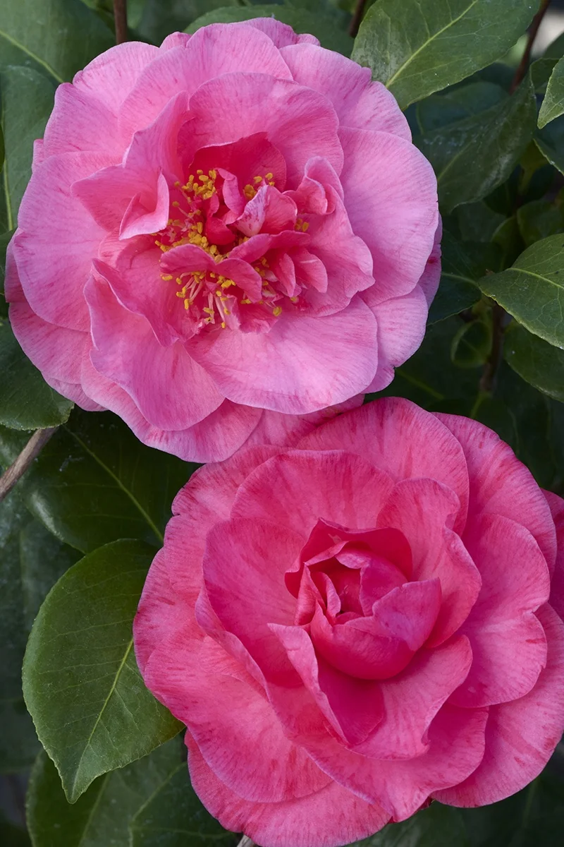 H.E.R. Camellia 1 H.E.R. Camellia