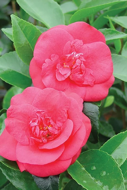 Rosehill Red Camellia 2 Rosehill Red Camellia