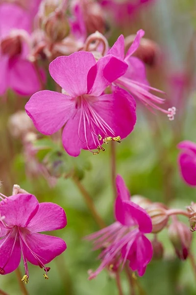 Intense Cranesbill 7 Intense Cranesbill
