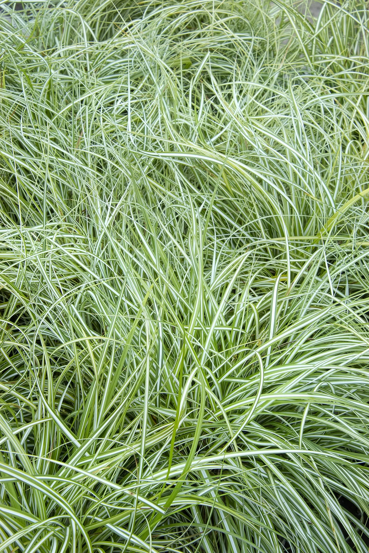 EverColor® Everlite Variegated Sedge 1 EverColor® Everlite Variegated Sedge