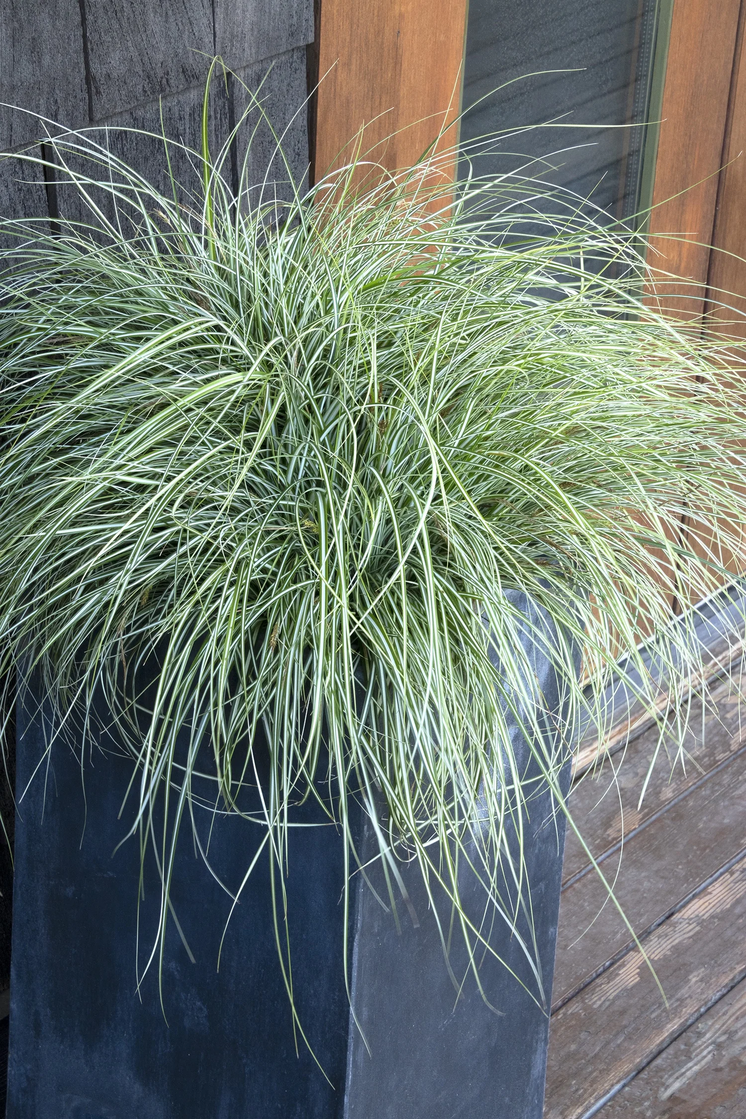 EverColor® Everlite Variegated Sedge 2 EverColor® Everlite Variegated Sedge
