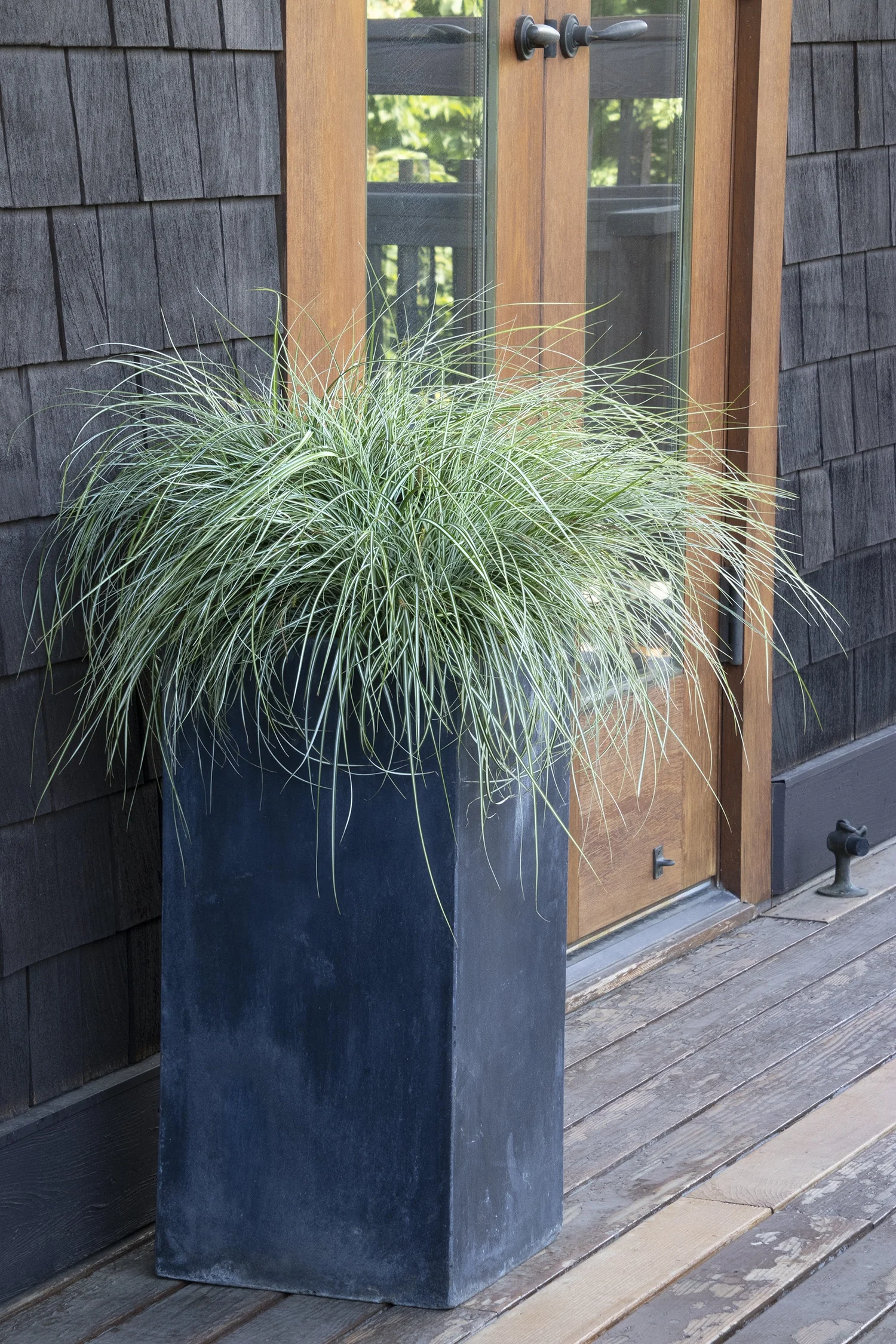 EverColor® Everlite Variegated Sedge 3 EverColor® Everlite Variegated Sedge