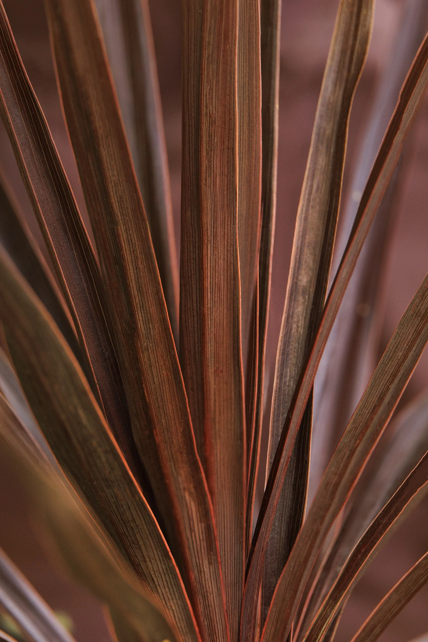 Little Red Star Cordyline 6 Little Red Star Cordyline