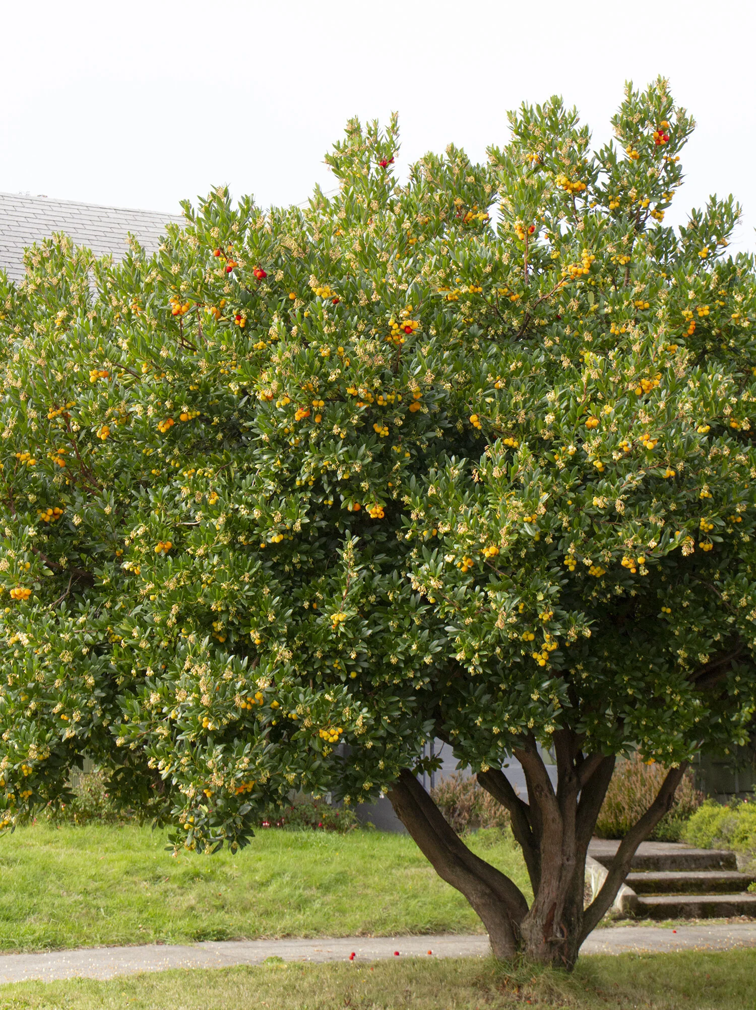 Dwarf Strawberry Tree