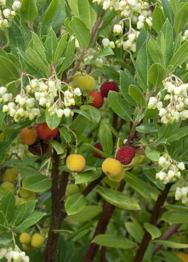 Dwarf Strawberry Tree 2 Dwarf Strawberry Tree