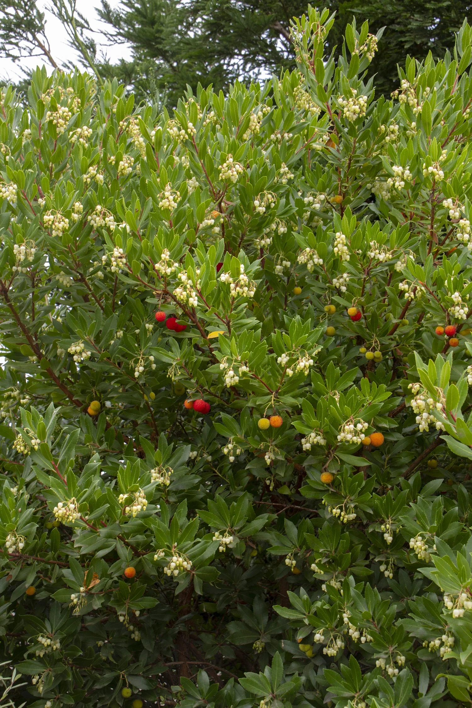 Dwarf Strawberry Tree 3 Dwarf Strawberry Tree