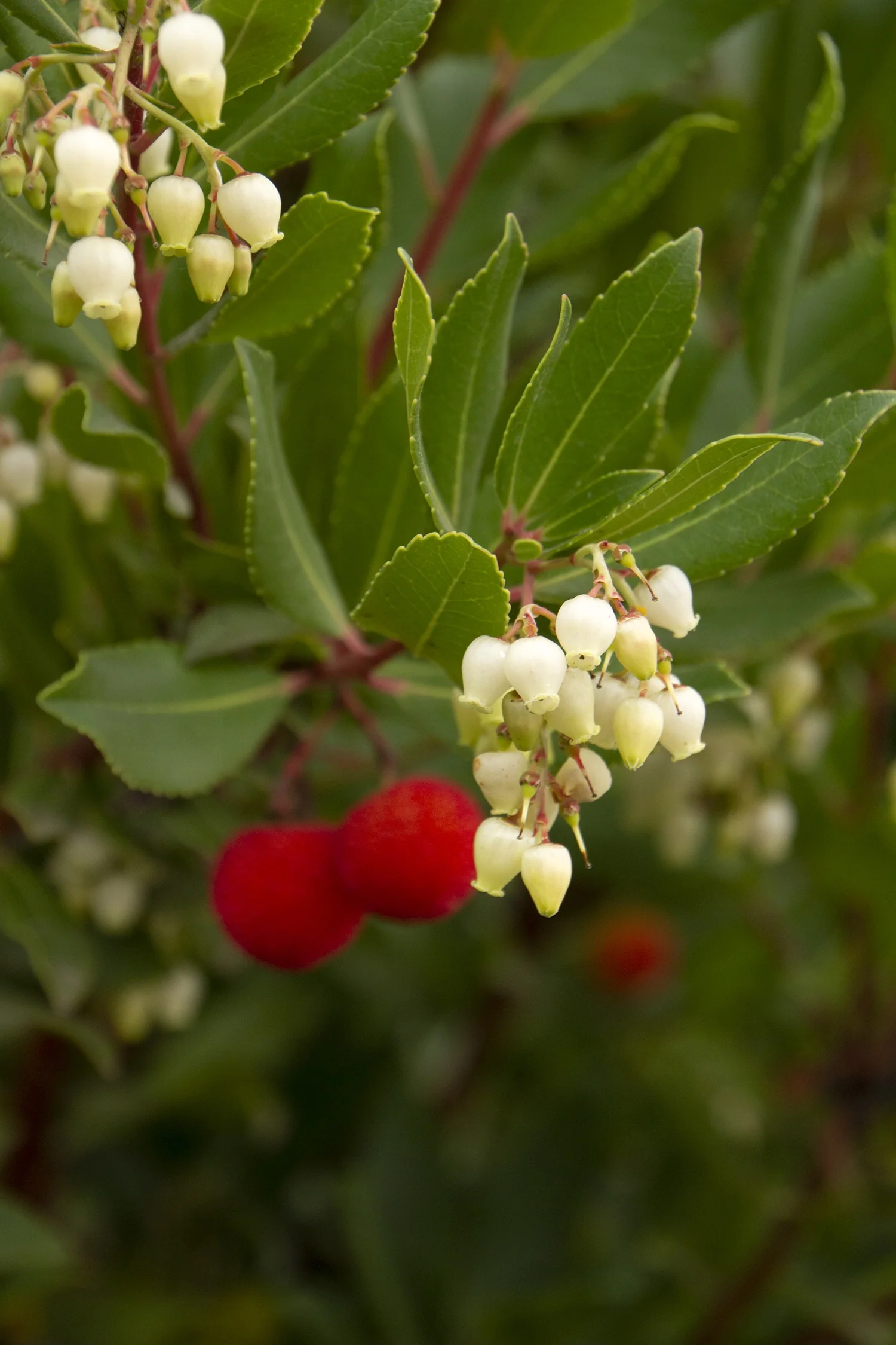 Dwarf Strawberry Tree 4 Dwarf Strawberry Tree