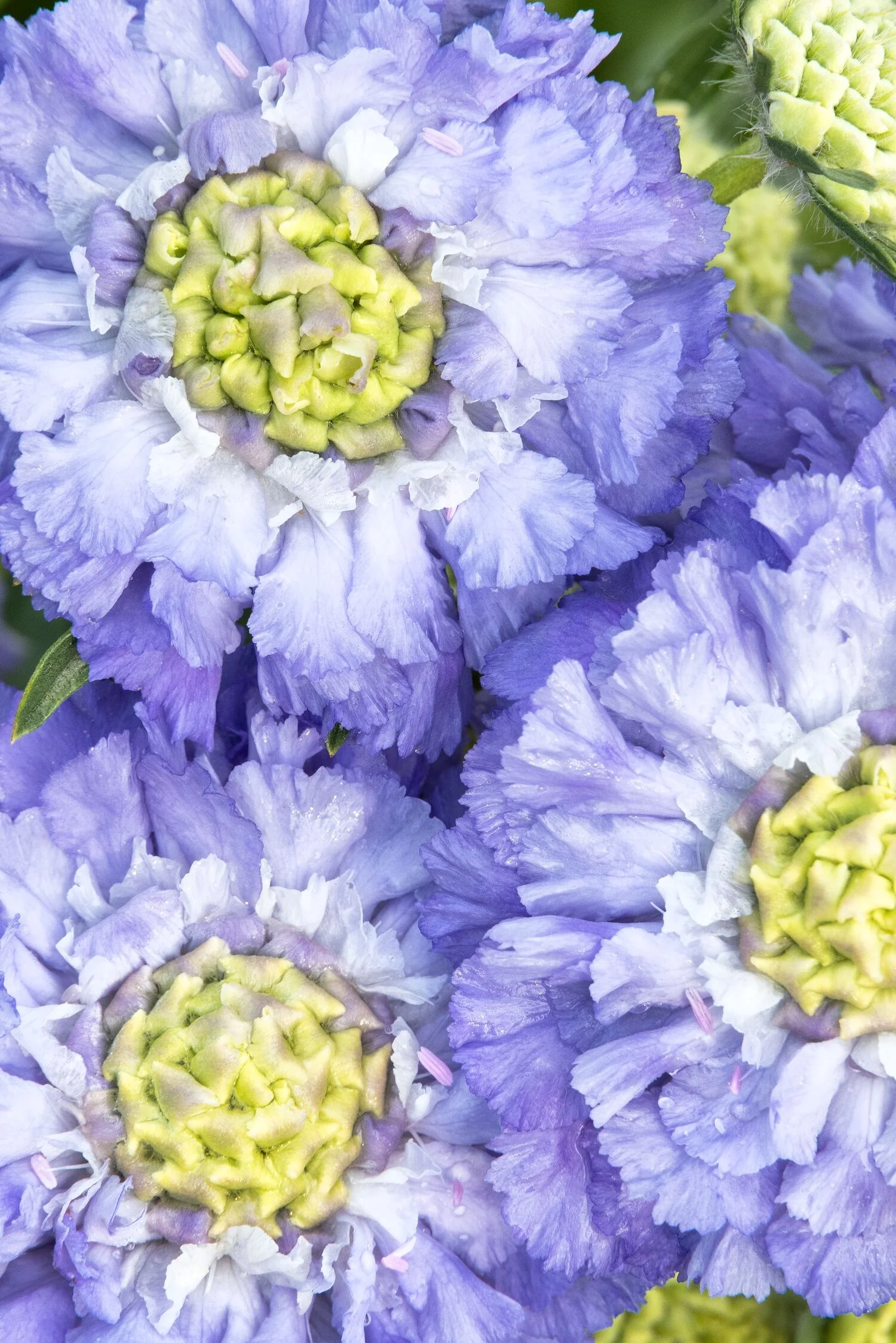 Skyrocket Pincushion Flower 1 Skyrocket Pincushion Flower