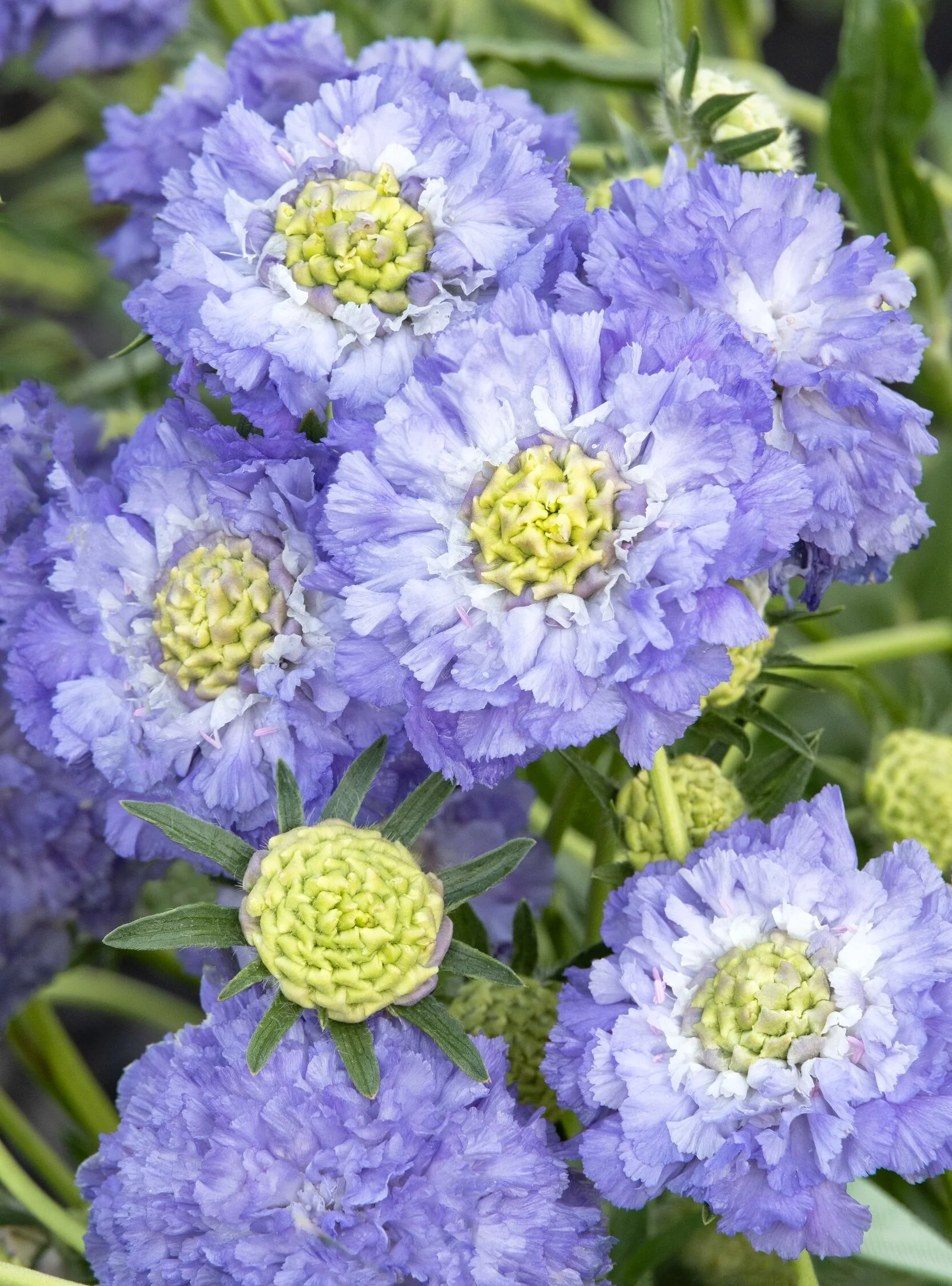 Skyrocket Pincushion Flower 2 Skyrocket Pincushion Flower