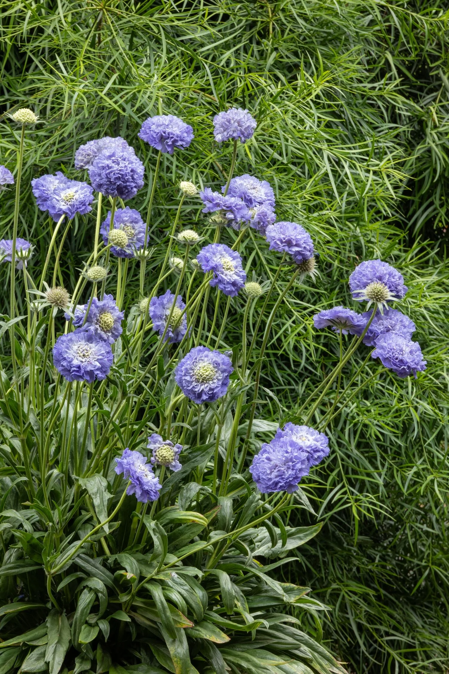 Skyrocket Pincushion Flower 3 Skyrocket Pincushion Flower
