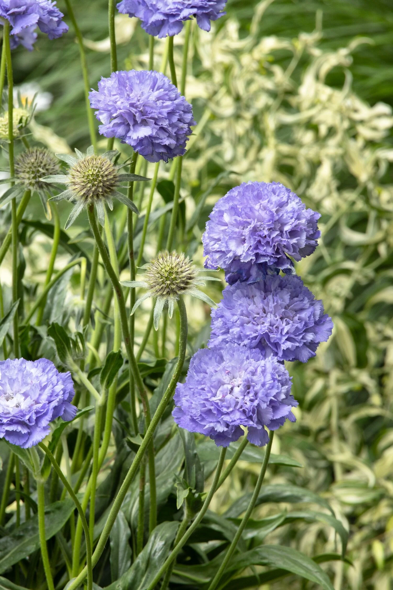 Skyrocket Pincushion Flower 5 Skyrocket Pincushion Flower
