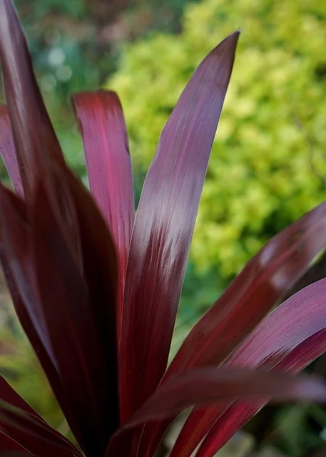 Superstar Cordyline