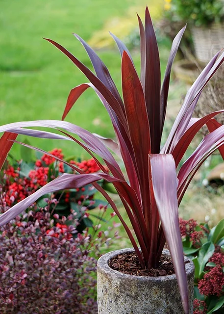 Superstar Cordyline 2 Superstar Cordyline