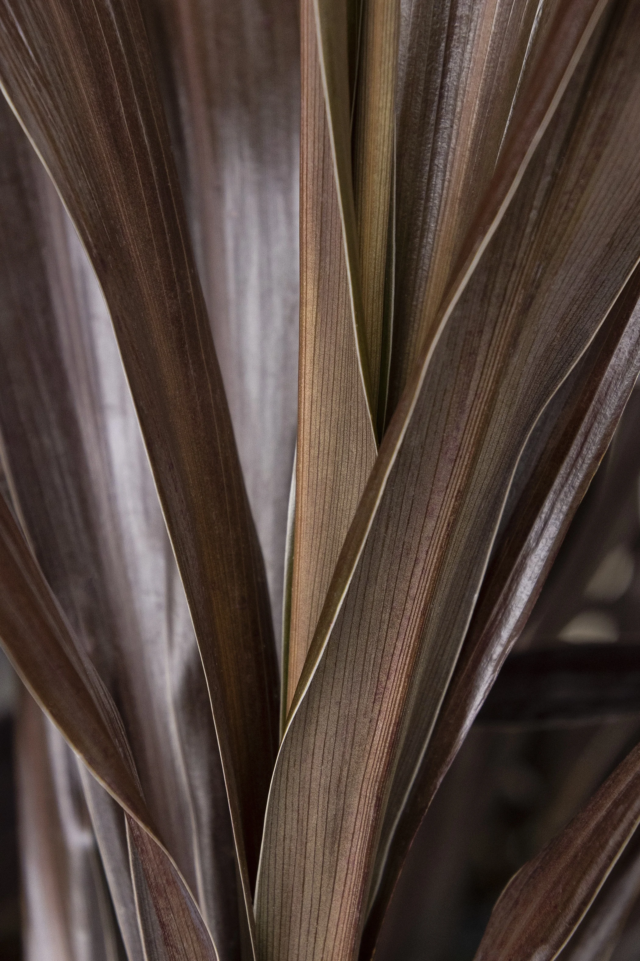 Superstar Cordyline 3 Superstar Cordyline