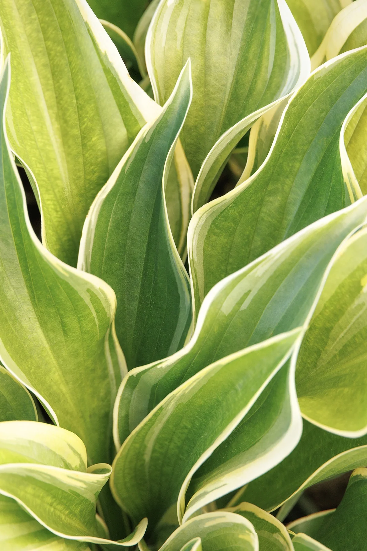 Victory Hosta 5 Victory Hosta