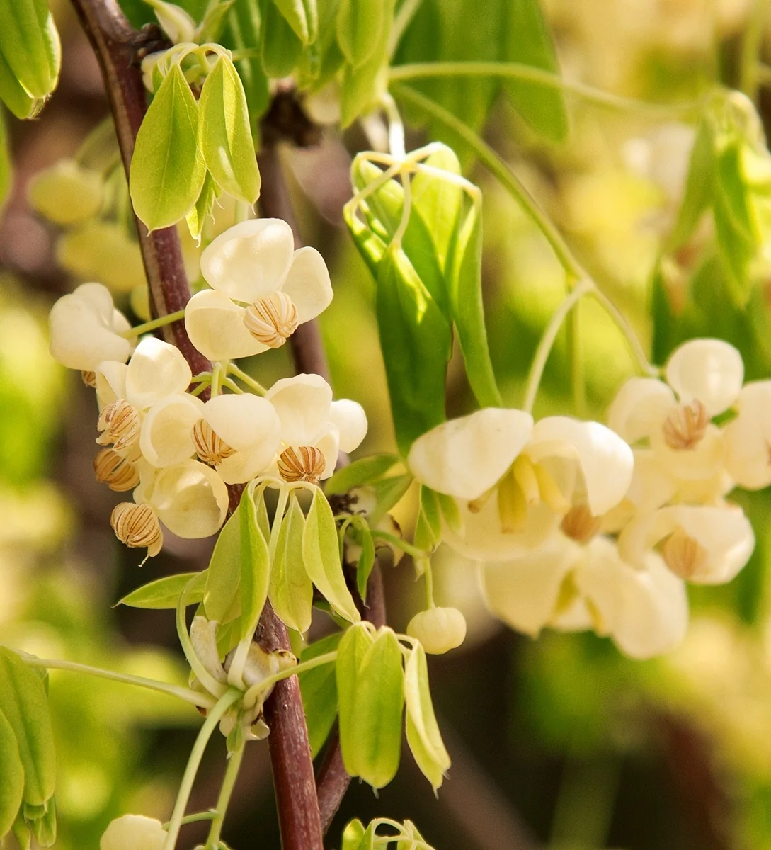 White Flowered Chocolate Vine