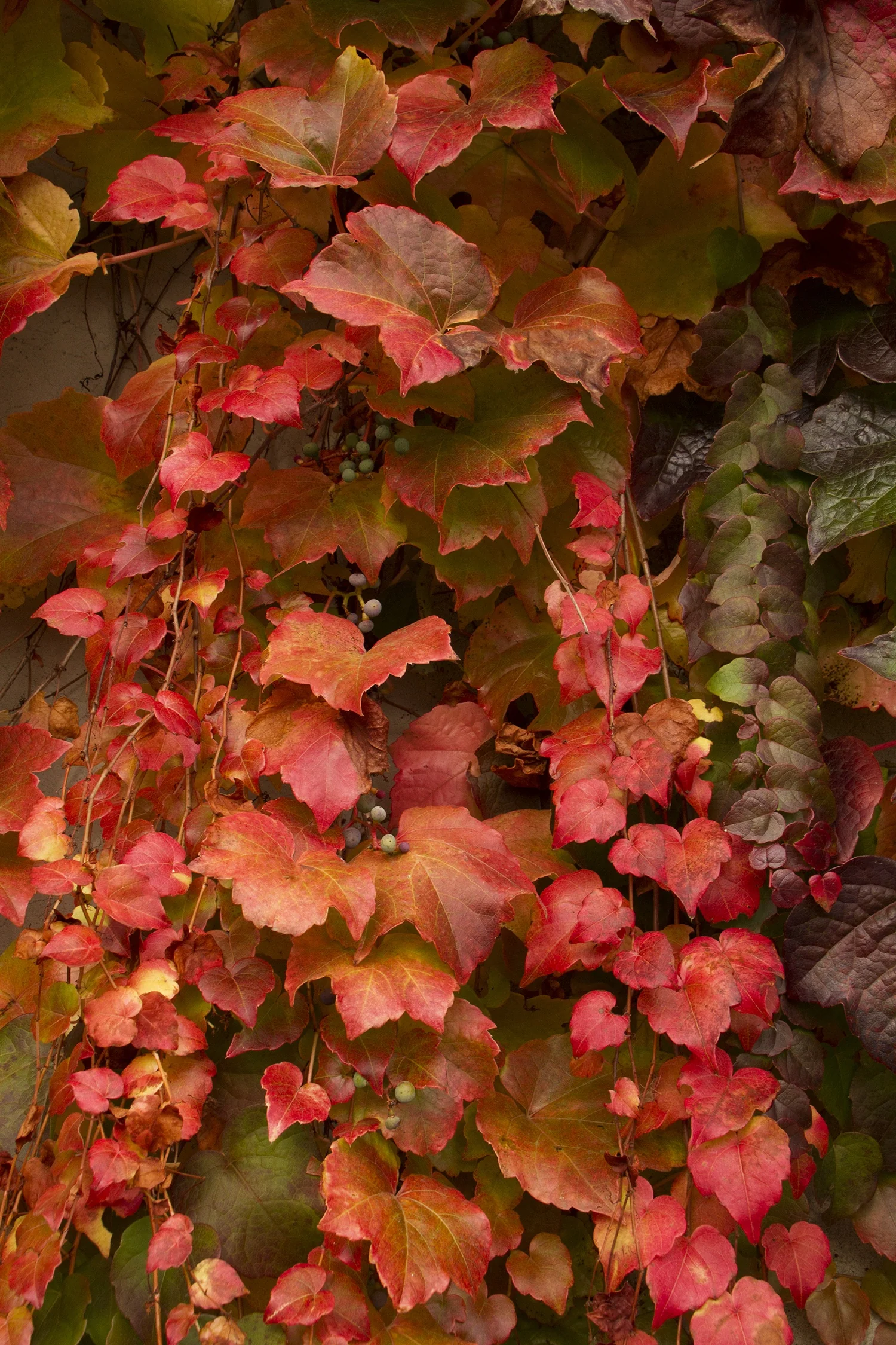 Boston Ivy