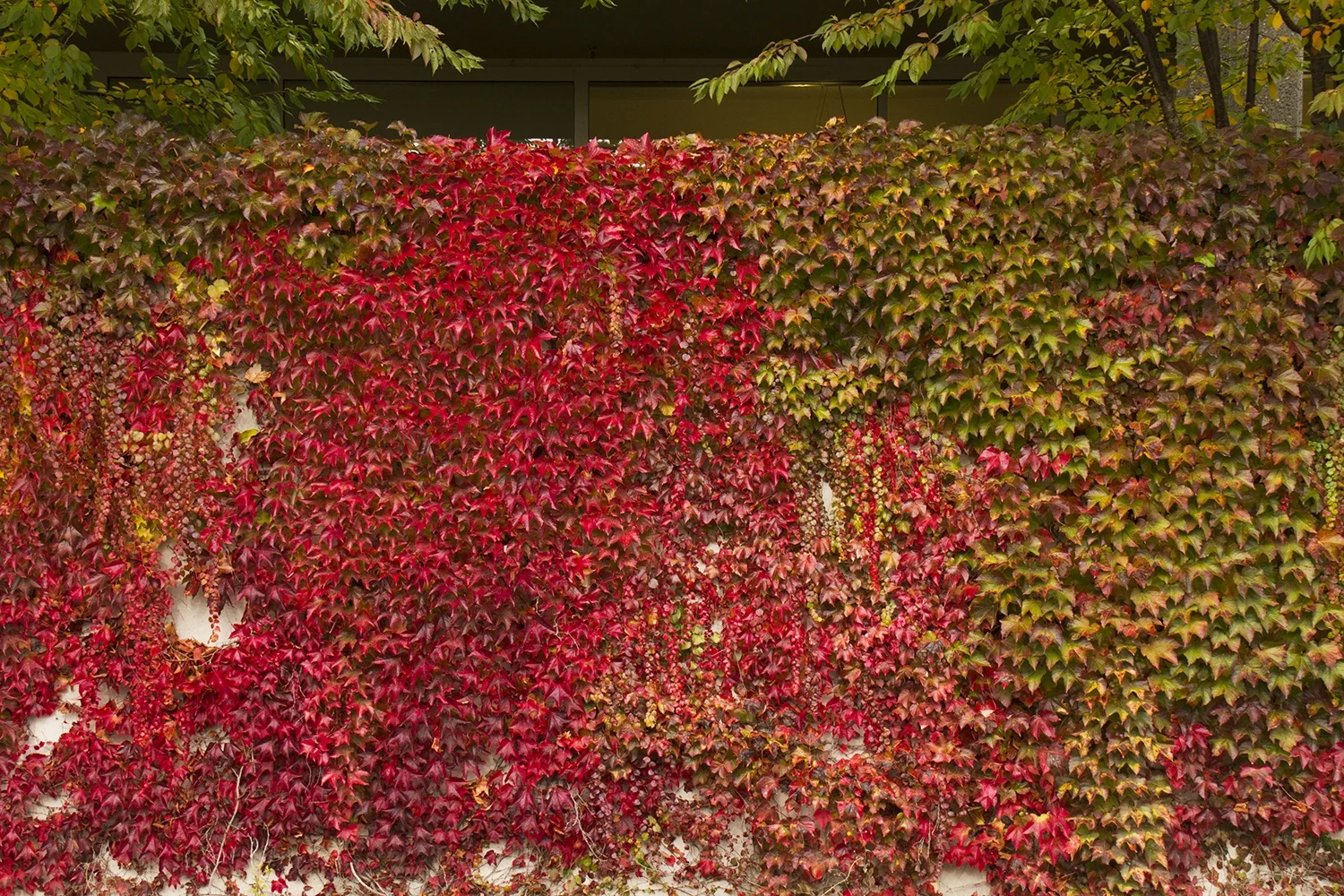 Boston Ivy