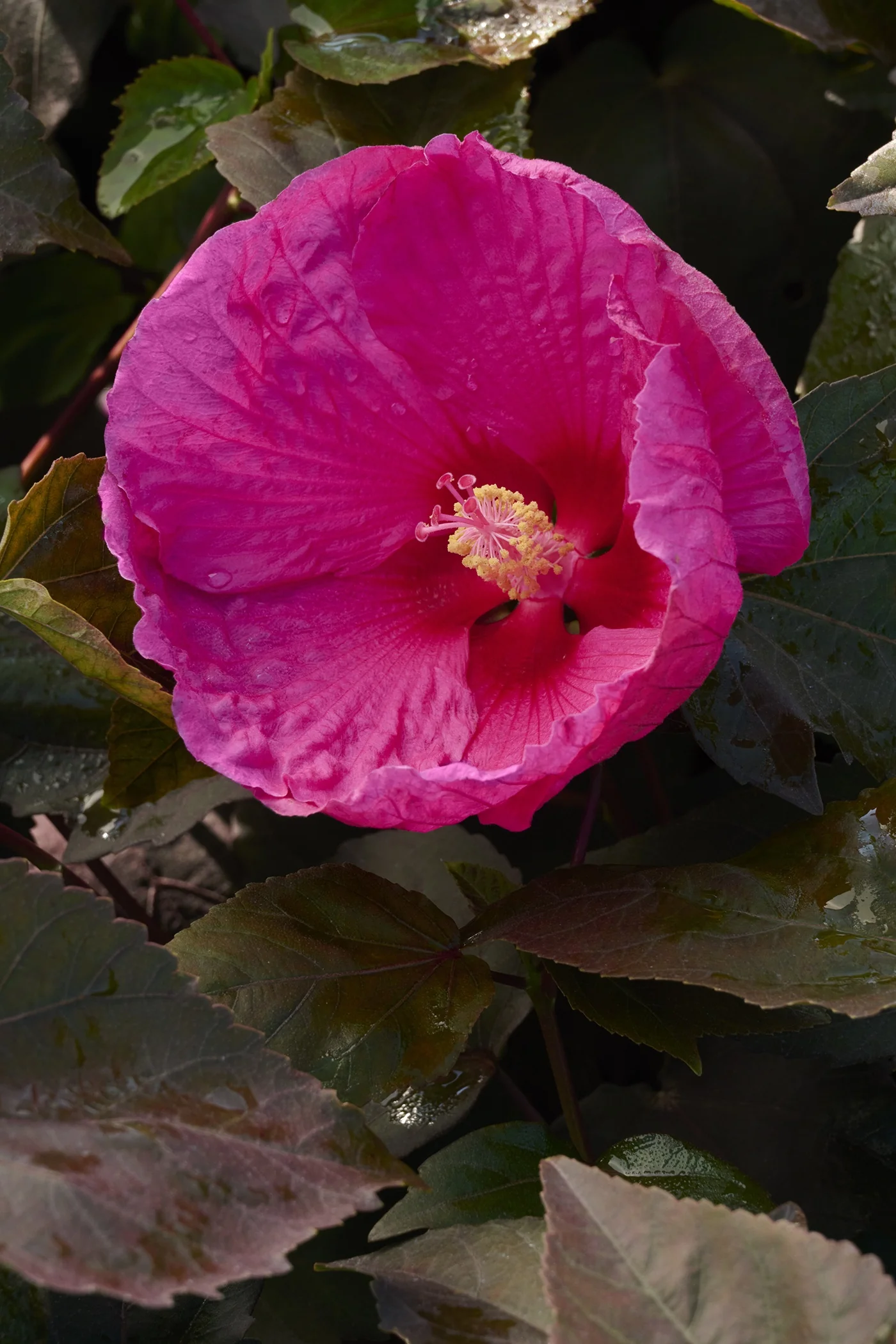 Head Over Heels® Passion Hibiscus 1 Head Over Heels® Passion Hibiscus