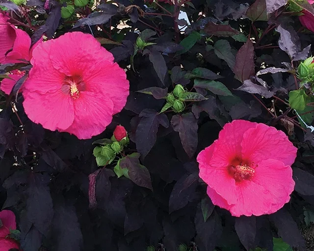 Head Over Heels® Passion Hibiscus 2 Head Over Heels® Passion Hibiscus