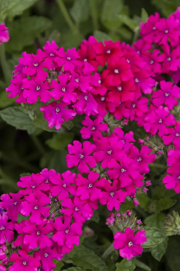 EnduraScape™ Magenta Verbena