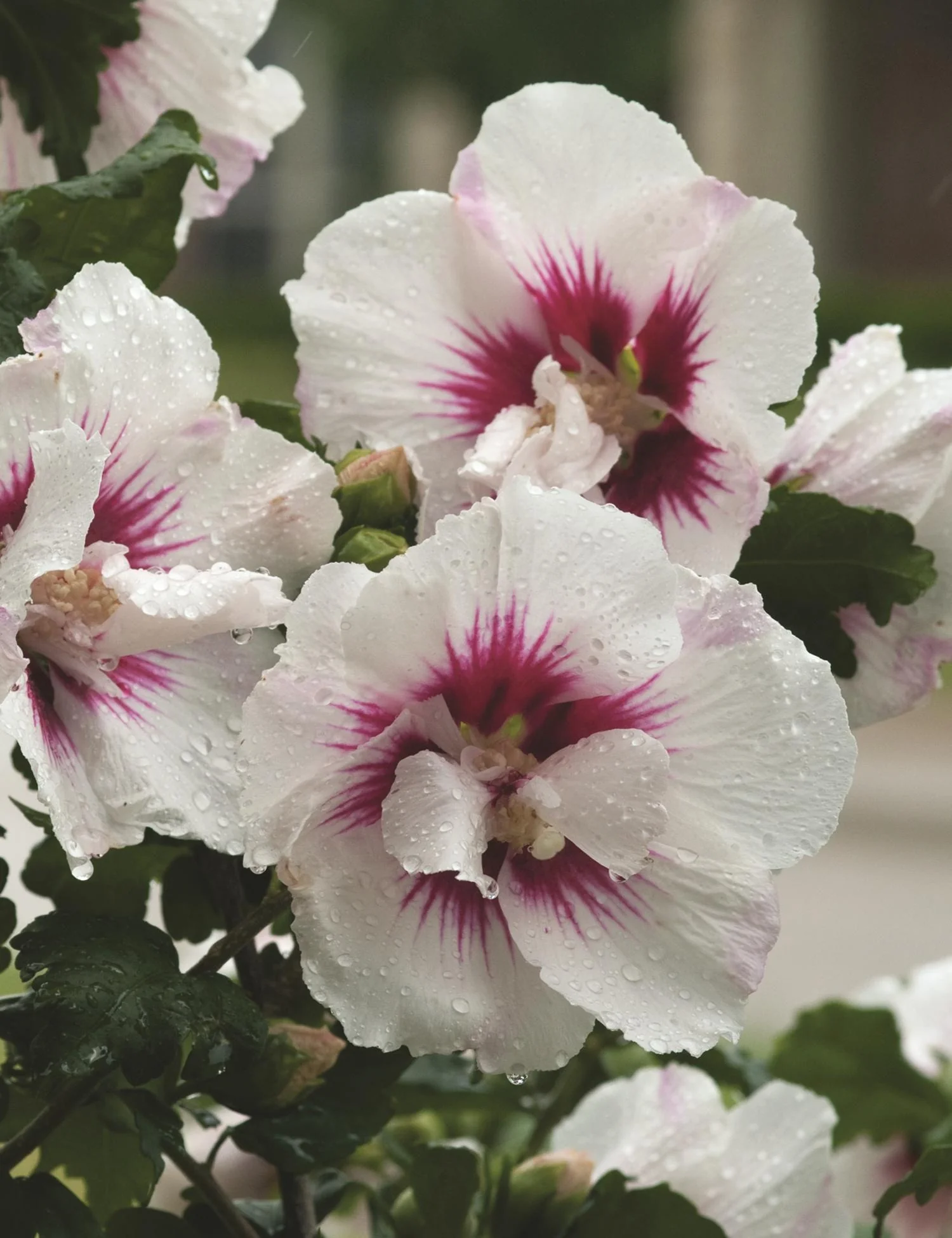 Helene Rose of Sharon 9 Helene Rose of Sharon